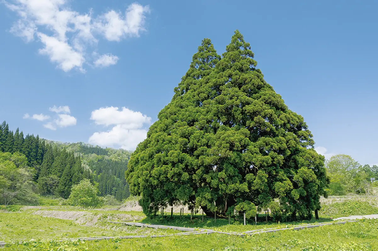 小杉の大杉の写真