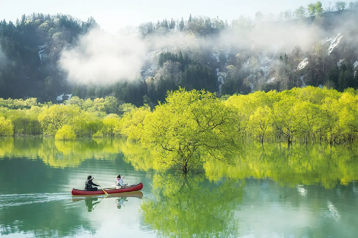 白川湖の水没林の写真