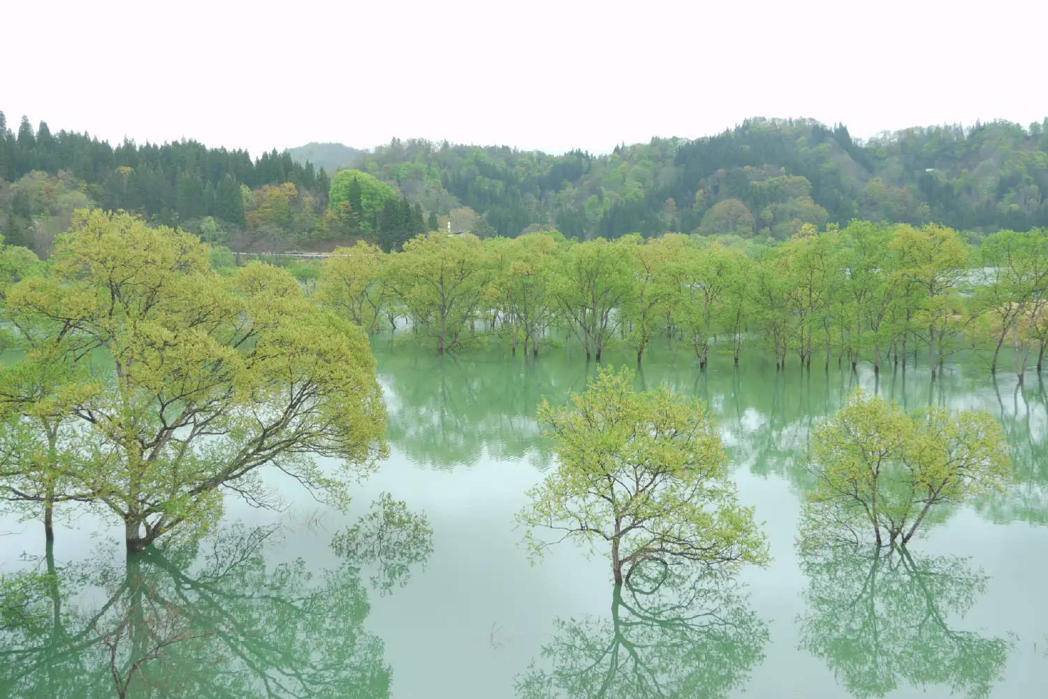 白川ダム湖岸公園(水没林)